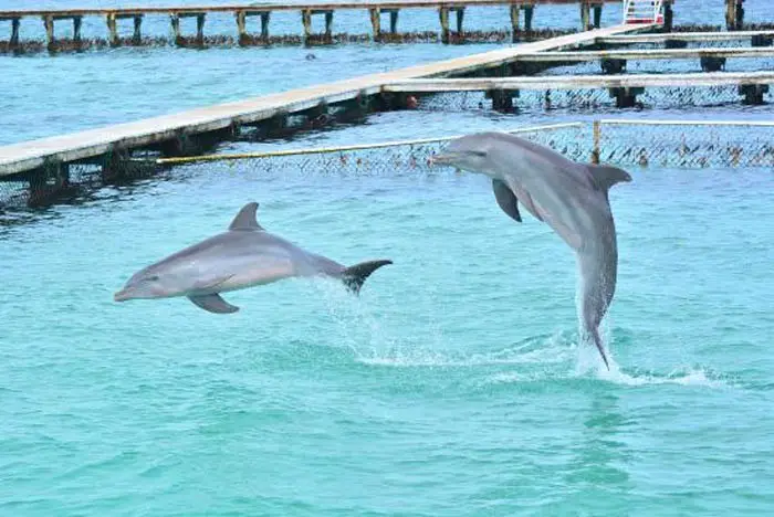 Swimming With Dolphins...